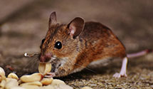 24 Hour & Emergency Exterminators in W Boothbay Harbor, ME